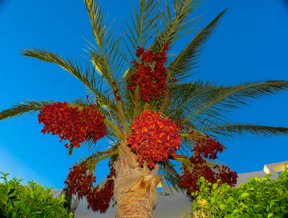 Gartenanlage Three Corners Equinox Beach Resort