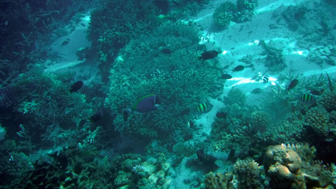 Unterwasserwelt Summer Island Maldives