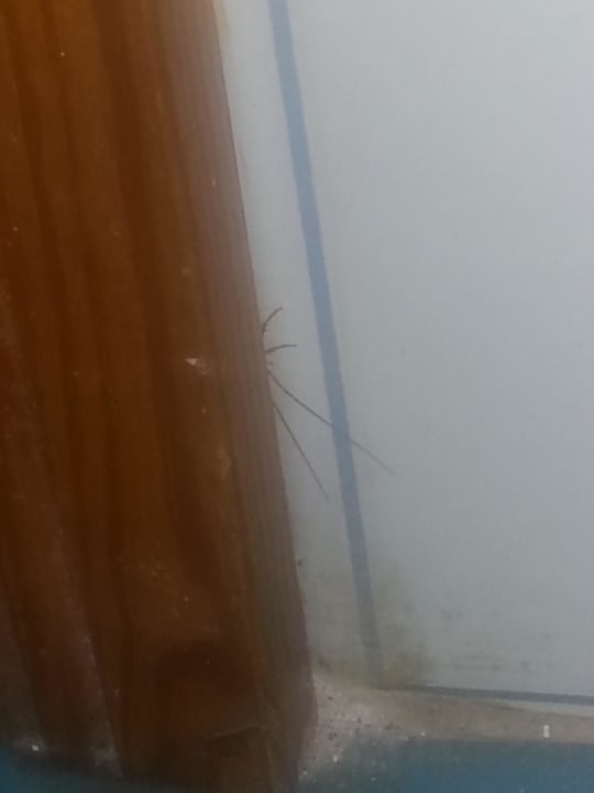 Bad, Kakerlake spielt mit uns im Bad verstecken... Aparthotel Costa Mar