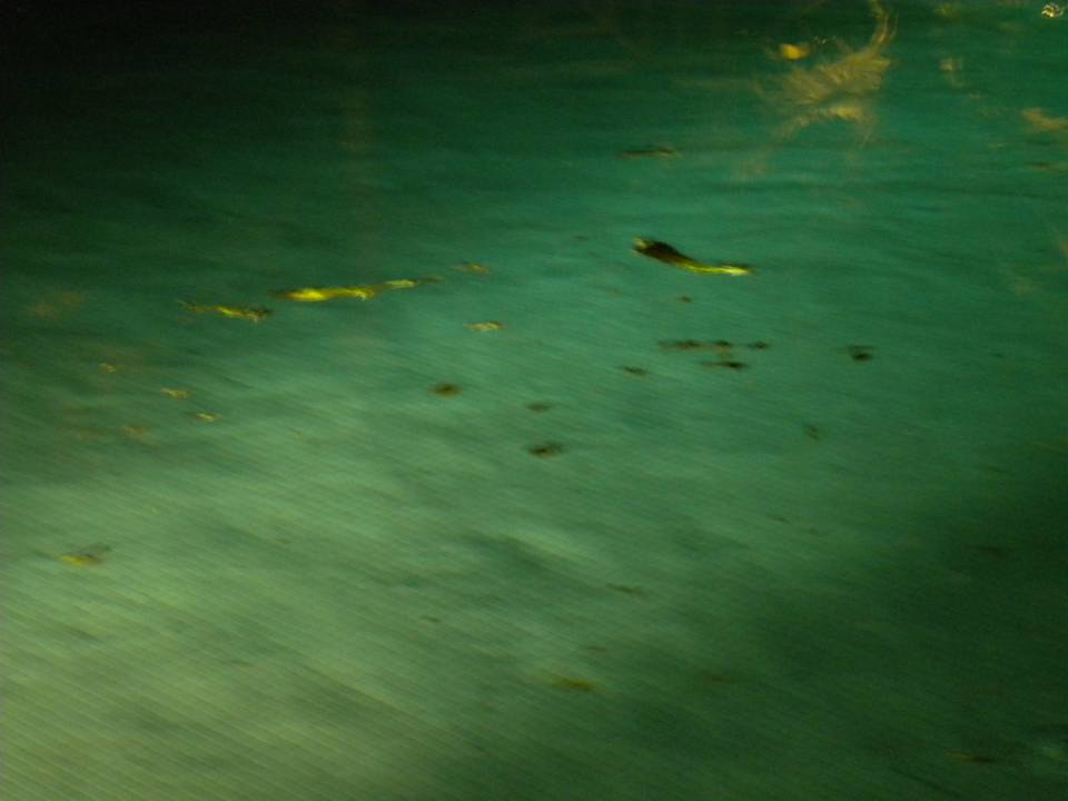 Mit Blättern Ghazala Gardens