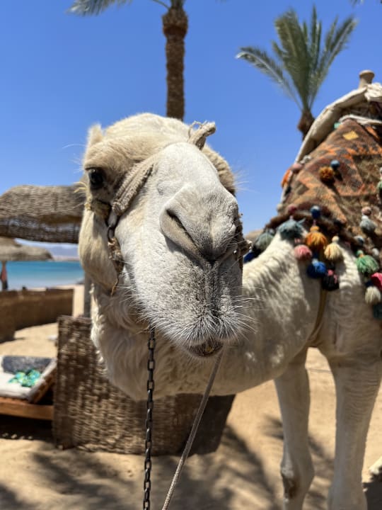 Sonstiges Palm Royale Resort - Soma Bay