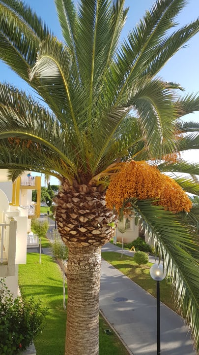 Gartenanlage blau punta reina