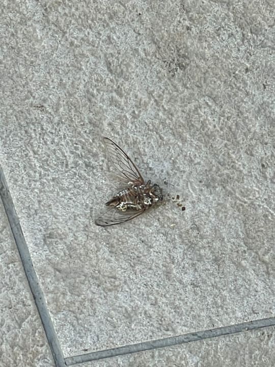 Pool TUI KIDS CLUB Alex Beach