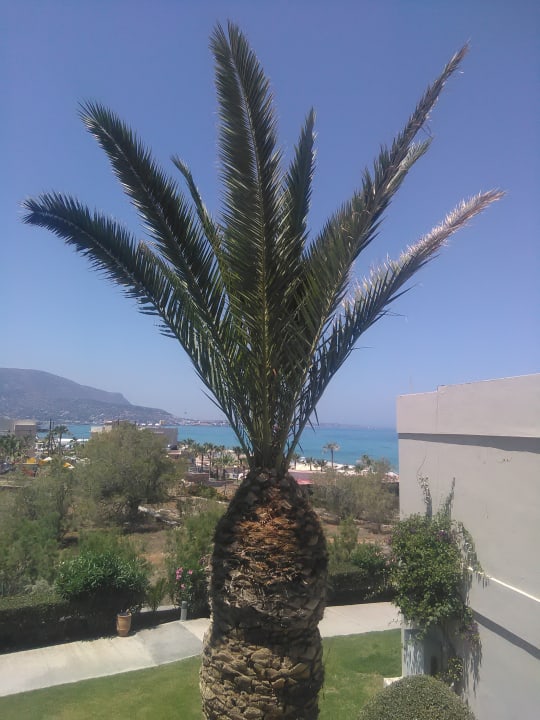 Ausblick allsun Hotel Malia Beach