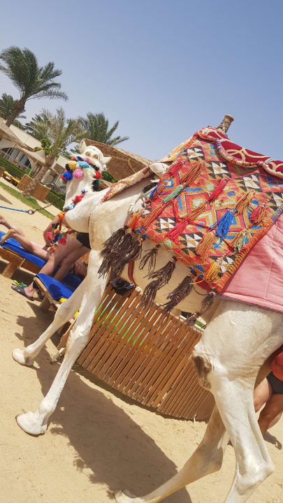 Sport & Freizeit Desert Rose