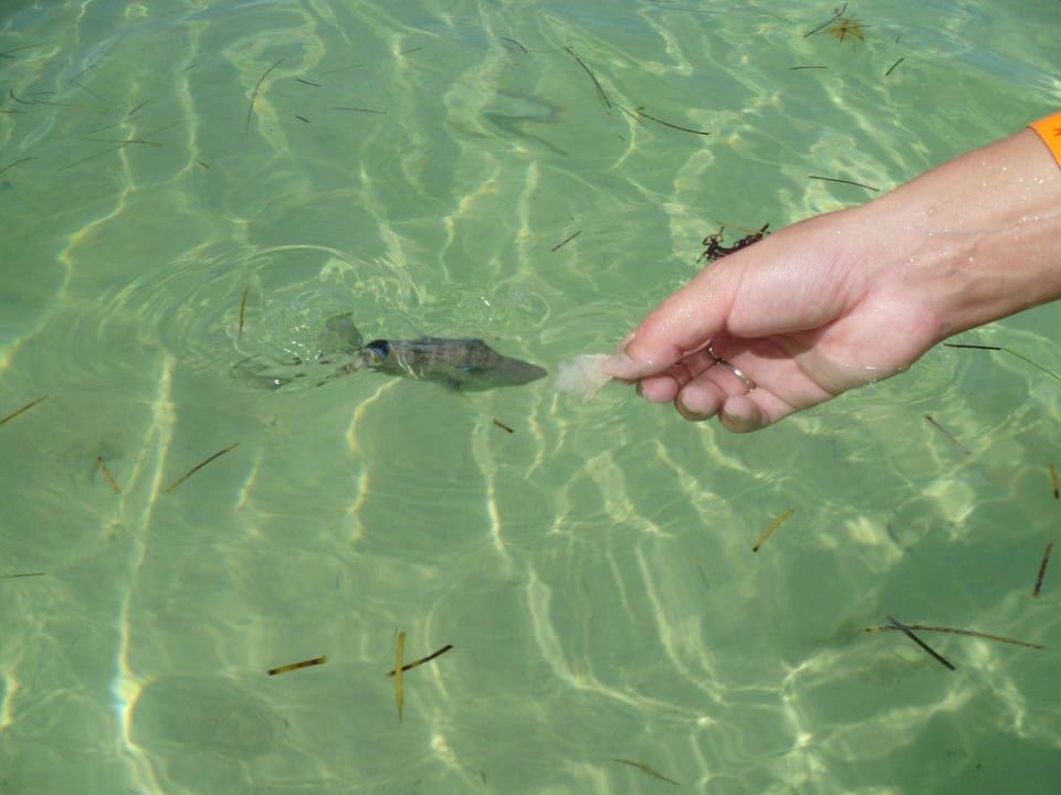 Fische am Hotelstrand Catalonia Punta Cana - All Inclusive