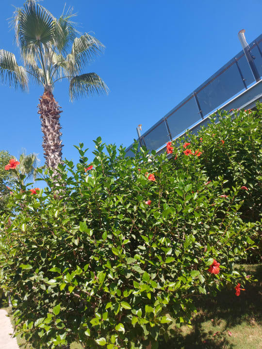 Gartenanlage Saturn Palace Resort Hotel