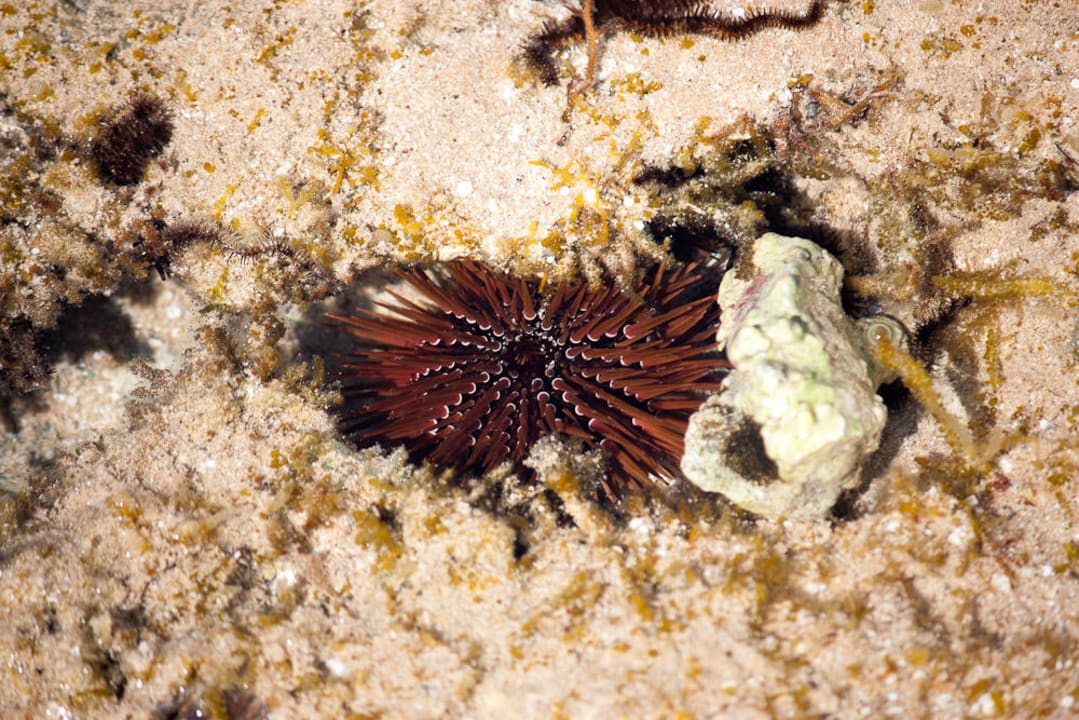 Под ногам Serenity Alpha Beach