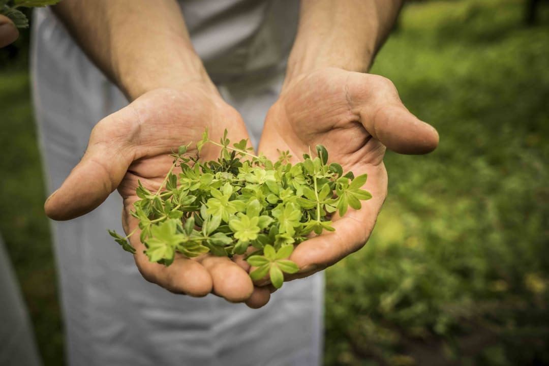 Frische Kräuter aus unserem Garten Hotel Golserhof