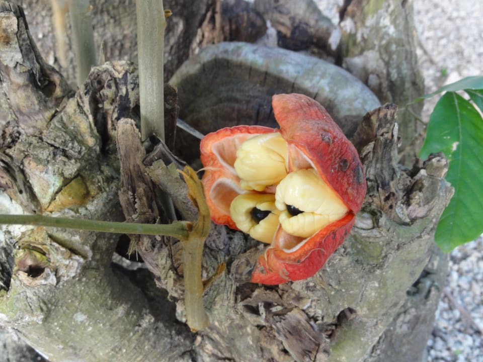 Gartenanlage Samsara Cliff Resort