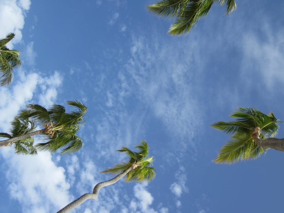 Ein Blick von der Liege zum Himmel Grand Palladium Select Bávaro Resort & Spa