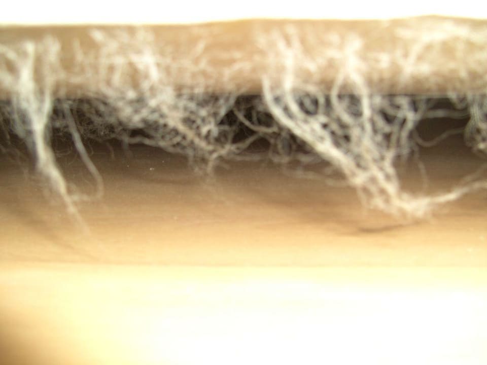 Guten Morgen! Bull Astoria