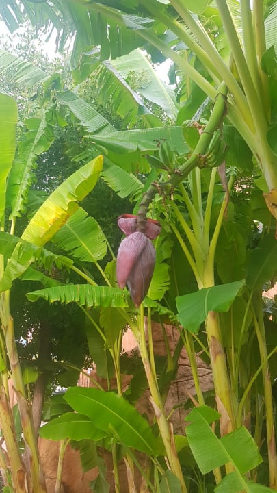 Gartenanlage The Land of Legends Kingdom Hotel