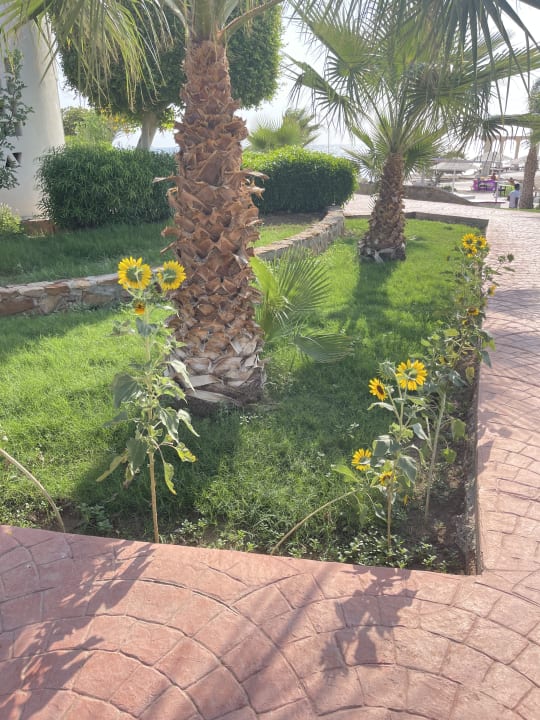 Gartenanlage Three Corners Equinox Beach Resort