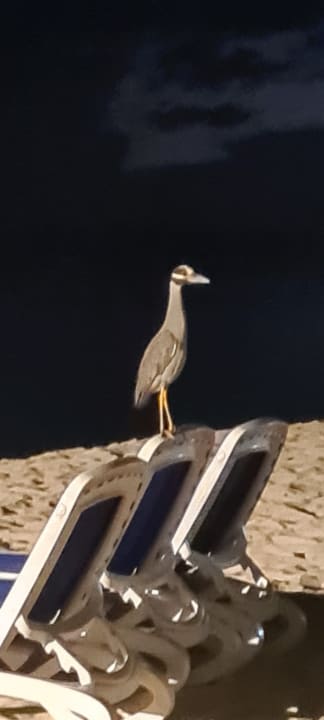 Strand Hotel Viva Dominicus Beach by Wyndham - All Inclusive Resort