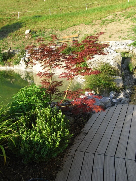 Blumen soweit das Auge reicht Alpinresort Schillerkopf