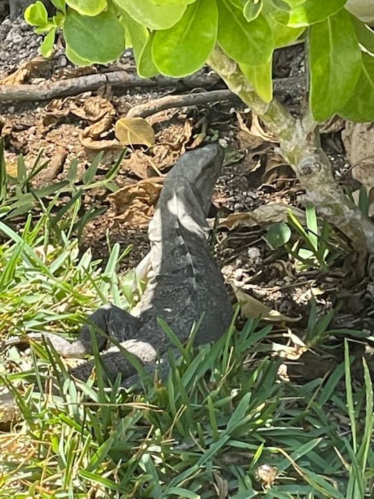 Sonstiges Akumal Bay Beach & Wellness Resort