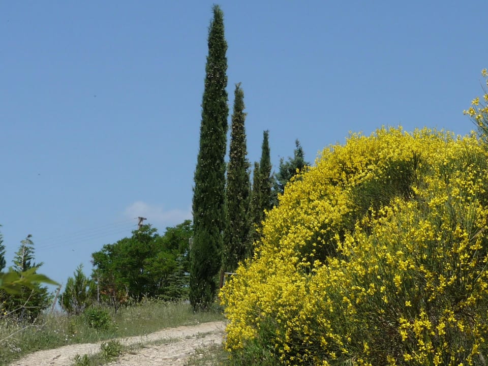 Blühender Ginster  Agriturismo Podere del Vescovo