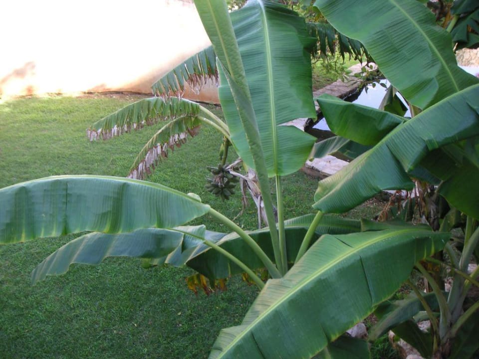 Ein Bananenbaum im Vorgarten Hotel Mariant Park