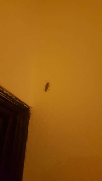 Zimmer Ocean Blue & Sand