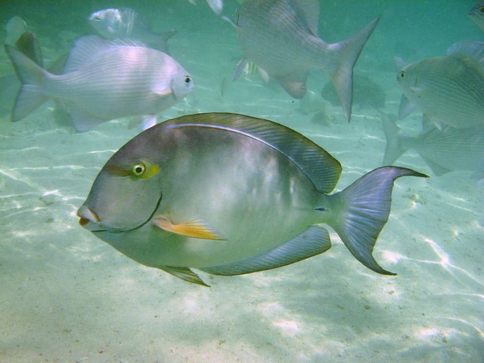 Sehr zutraulich Summer Island Maldives