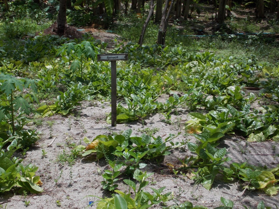 Kriechender Spinat Adaaran Select Hudhuran Fushi - Premium All Inclusive