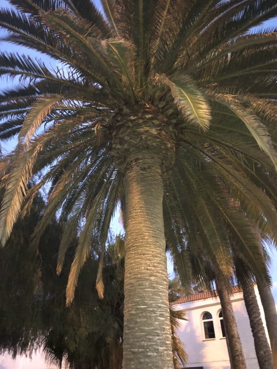 Gartenanlage Barceló Fuerteventura Castillo