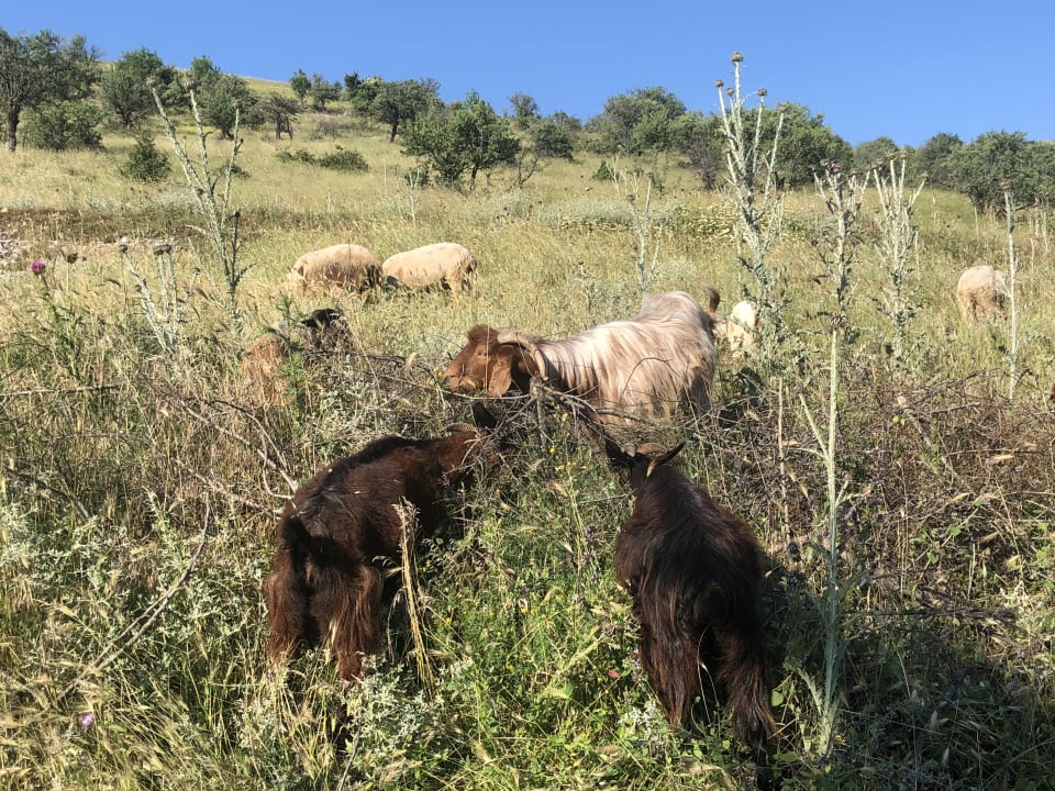 Sonstiges Acrotel Sofia's Guesthouse