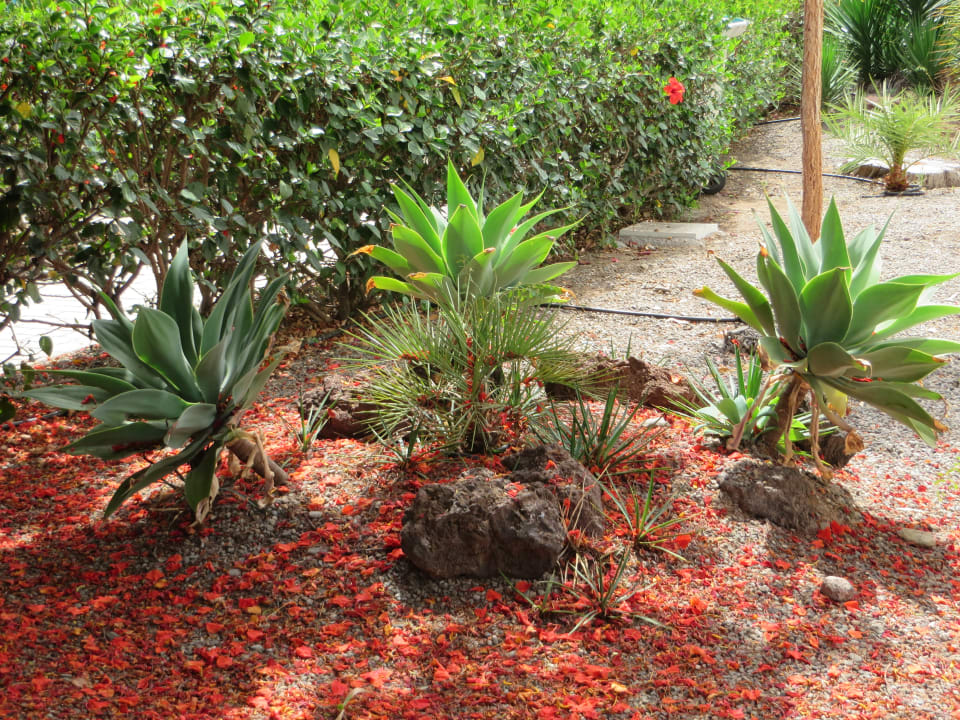 Gartenanlage Bungalows Cordial Sandy Golf