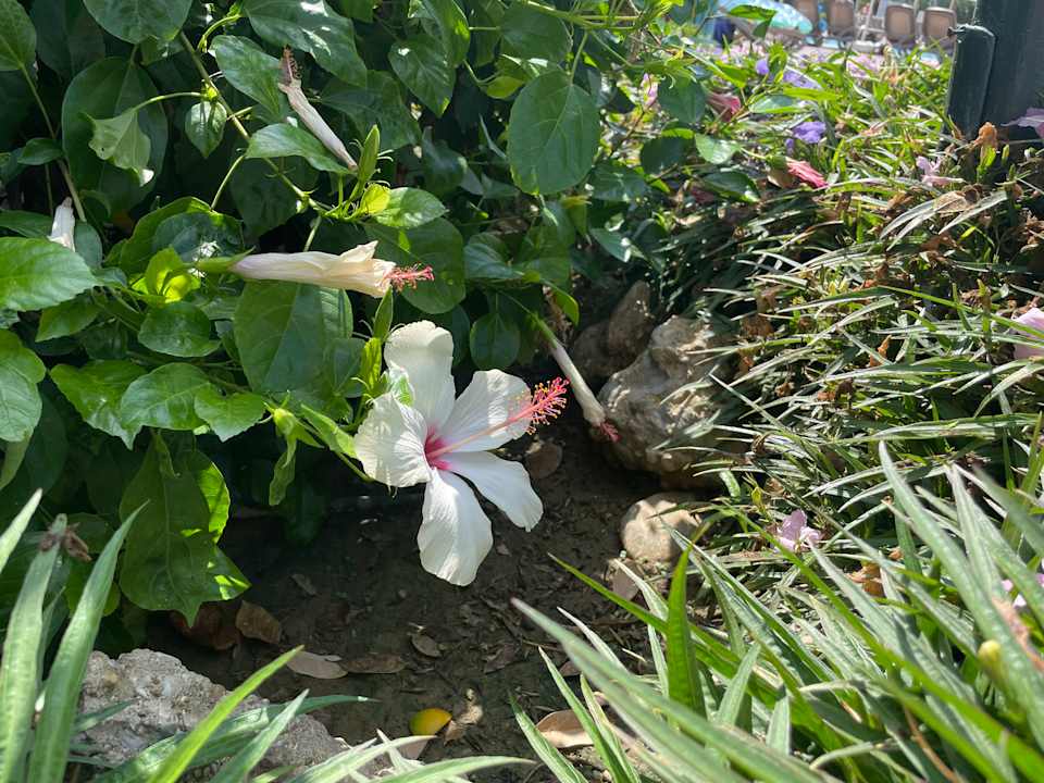 Gartenanlage VONRESORT Golden Beach