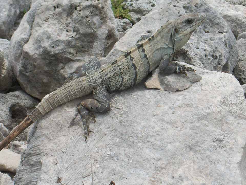 Die gibts wie Sand am Meer Grand Palladium Select White Sand Resort & Spa