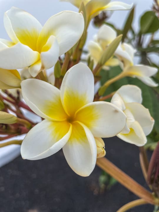 Gartenanlage Hotel Las Costas