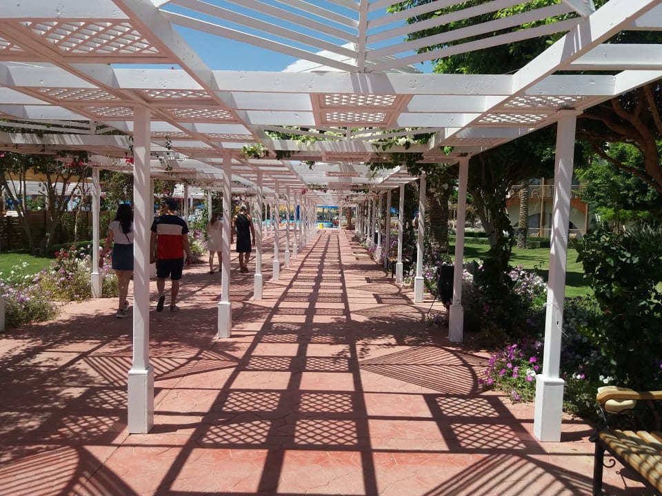 Gartenanlage Desert Rose