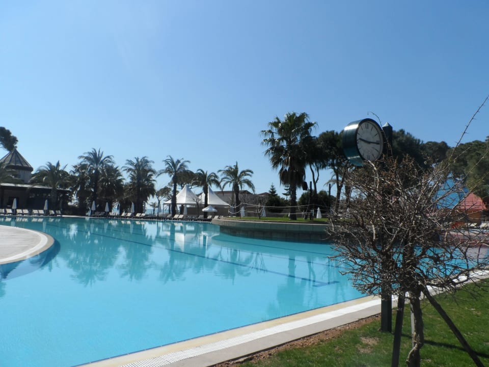 Basen Papillon Ayscha