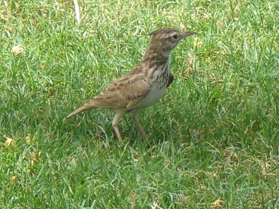 Tiere Hilton Salalah  Resort