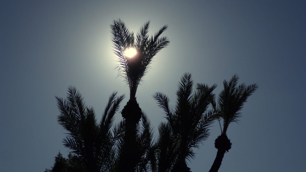 Palmen Hotel Riu Tikida Garden - Adults Only