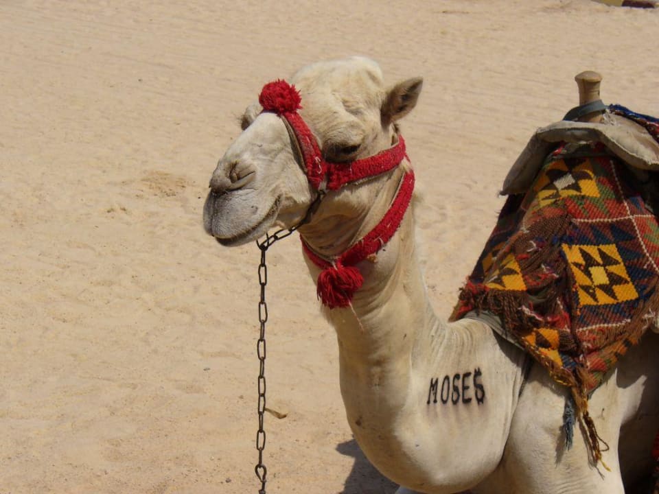 Kamel Moses Pickalbatros Dana Beach Resort - Hurghada