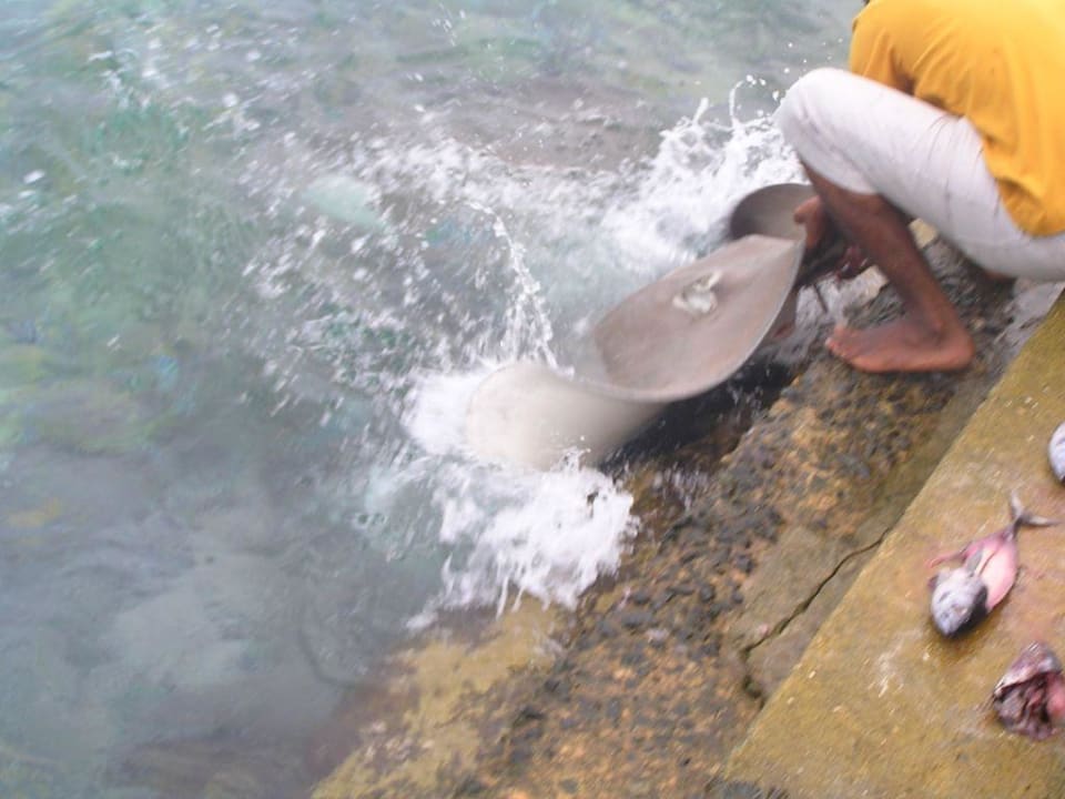Rochenfütterung... Summer Island Maldives