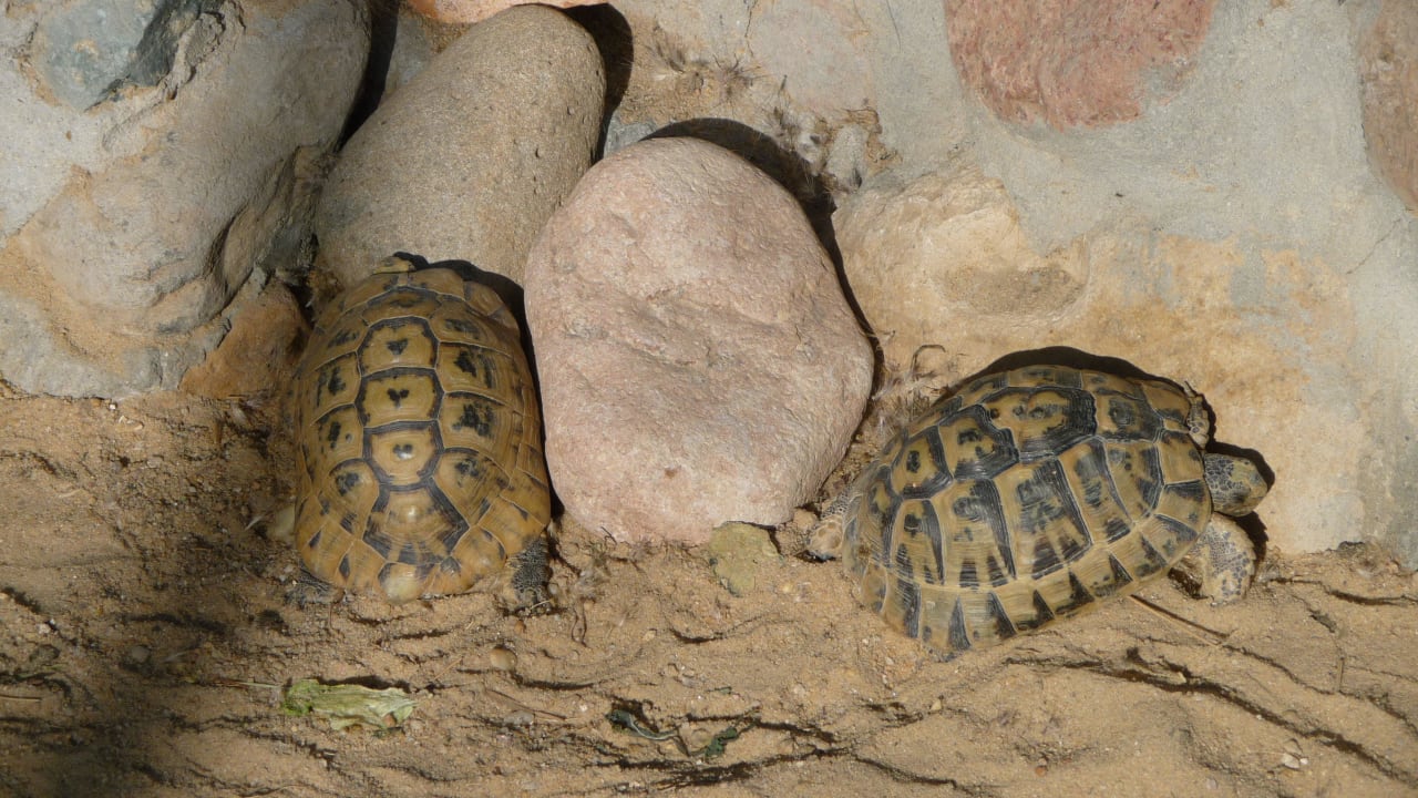 Schildkröten Makadi Palace