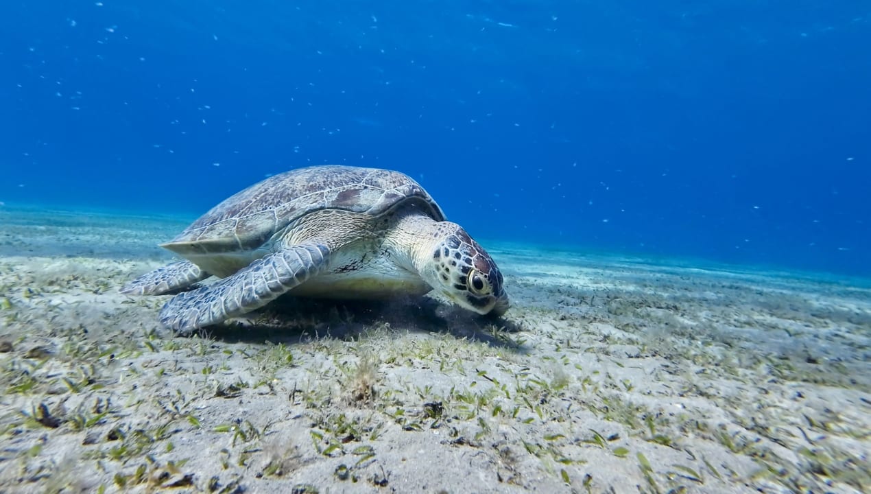 Strand Malikia Resort Abu Dabbab