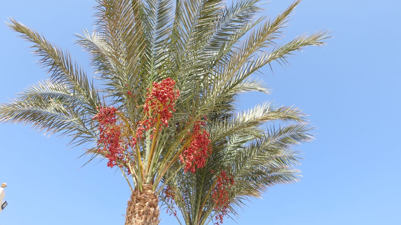 Sonstiges Coral Hills Resorts & SPA