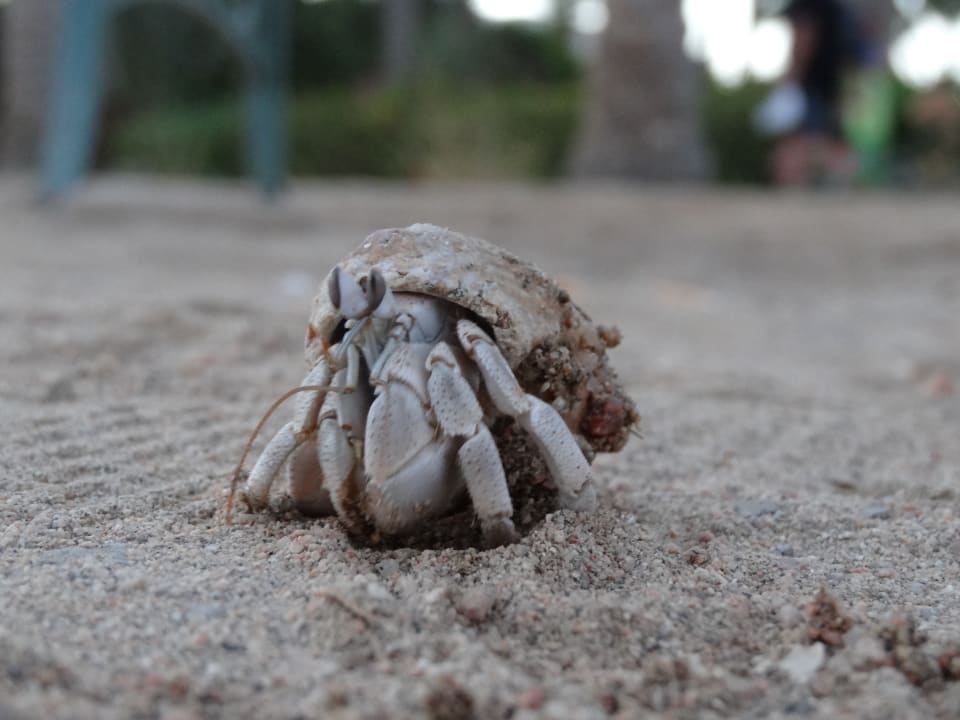 Strand Brayka Bay Resort