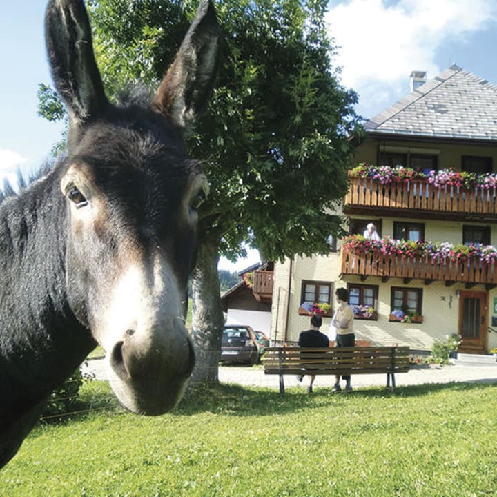 Unser Esel Poldi Bauernhof Sunmattehof