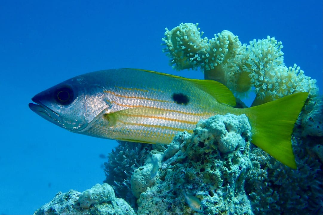 Sport & Freizeit The Oasis Dive Resort