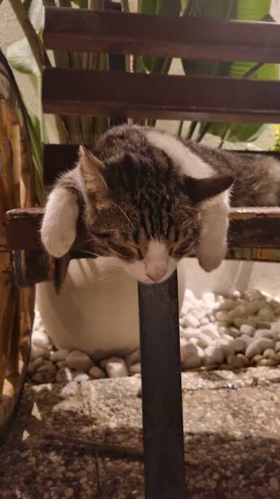 Sonstiges Seashell Vega