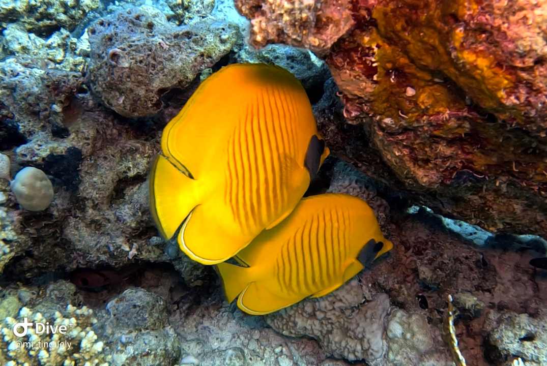 Sport & Freizeit Serenity Alma Heights