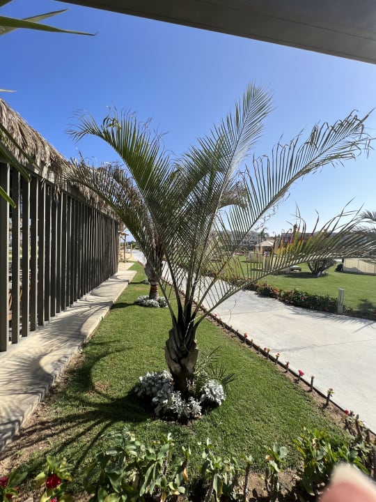 Gartenanlage Steigenberger Resort Alaya Marsa Alam - Red Sea - Adults only