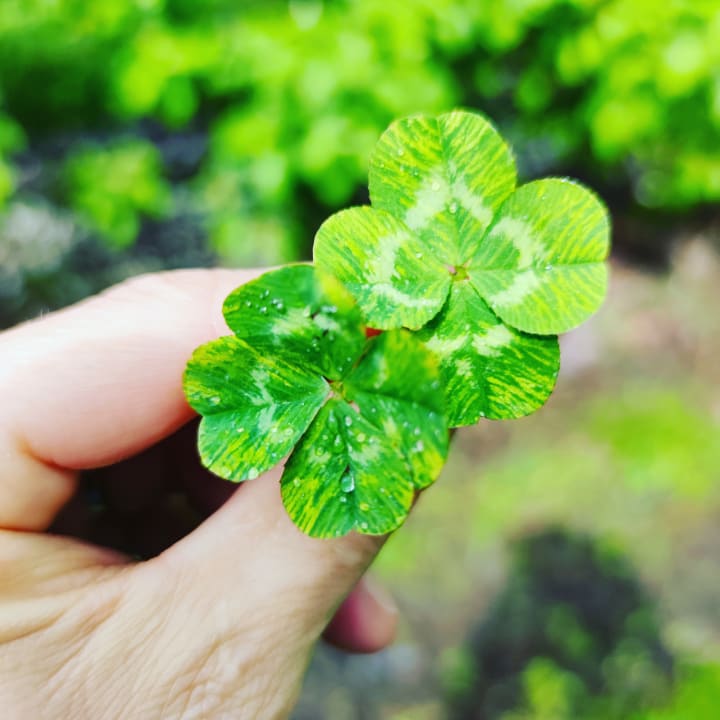 Gartenanlage Appartements Villa Fortuna