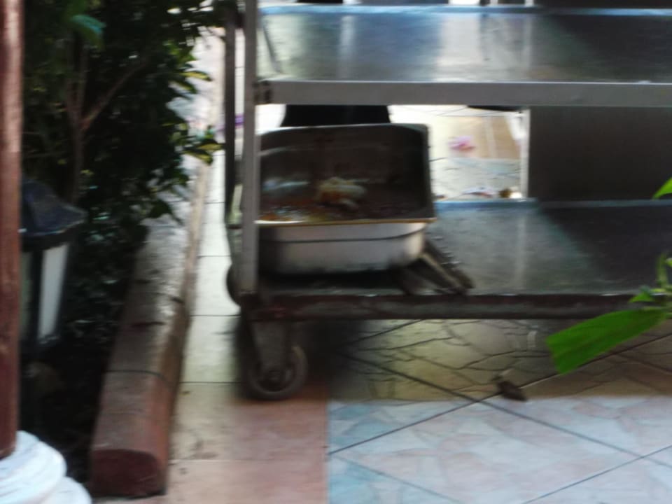 Das ist nach dem Mittag, aber das Essen von morgen Holiday Park Resort