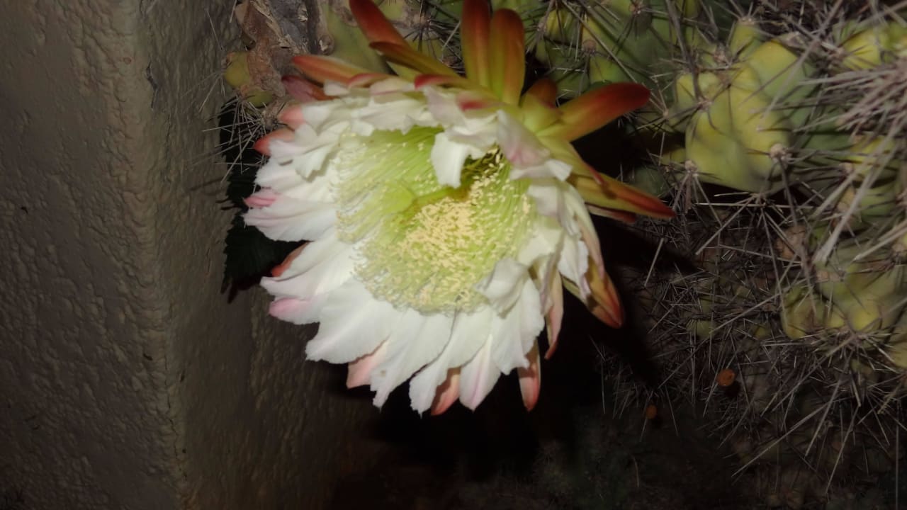 Kakteenblüte nur bei Nacht Phãea Cretan Malia